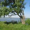 Рыбоводное ЗАО "КИНЕЛЬСКОЕ" КИНЕЛЬСКОЕ