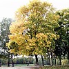 Загородный парк Загородный парк